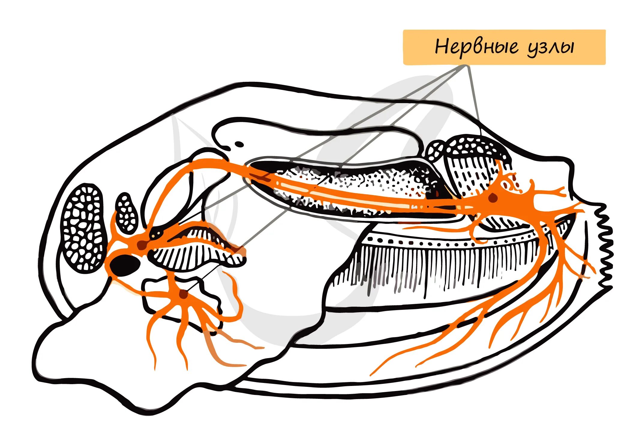 Орган дыхания устрицы. Нервная система двустворчатых моллюсков беззубка. Нервная система беззубки. Беззубка нервный ганглий. Нервная система беззубки класс двустворчатые представлена.