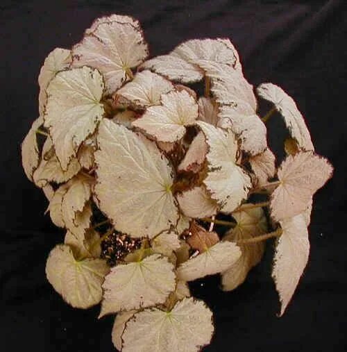 Бегония argenteo guttata. Бегония серебристо-крапчатая. Бегония белые листья. Бегония декоративнолиственная паутинка. Бегония silver queen.