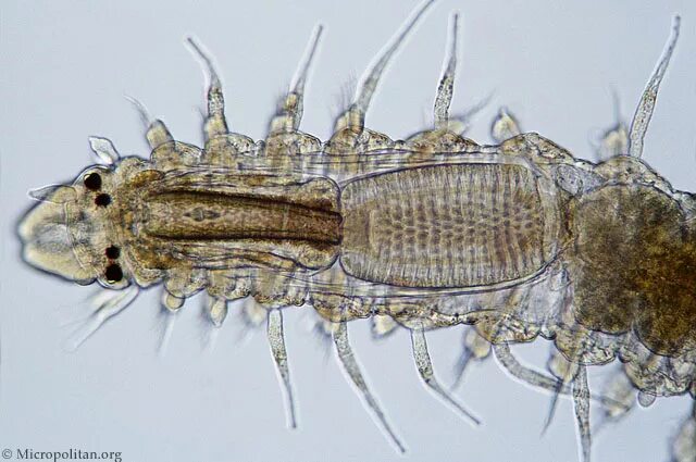 Нимфозория была выкована из. Нимфозория была выкована из. Нимфозория это в левше. Нимфозория. Кузьмин иллюстрации к левше.