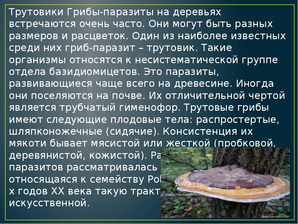 Трутовики вред. Трутовик овечий гриб. Сообщение о грибе трутовике 5 класс биология. Трутовик гриб паразит. Гриб паразит трутовик сообщение.