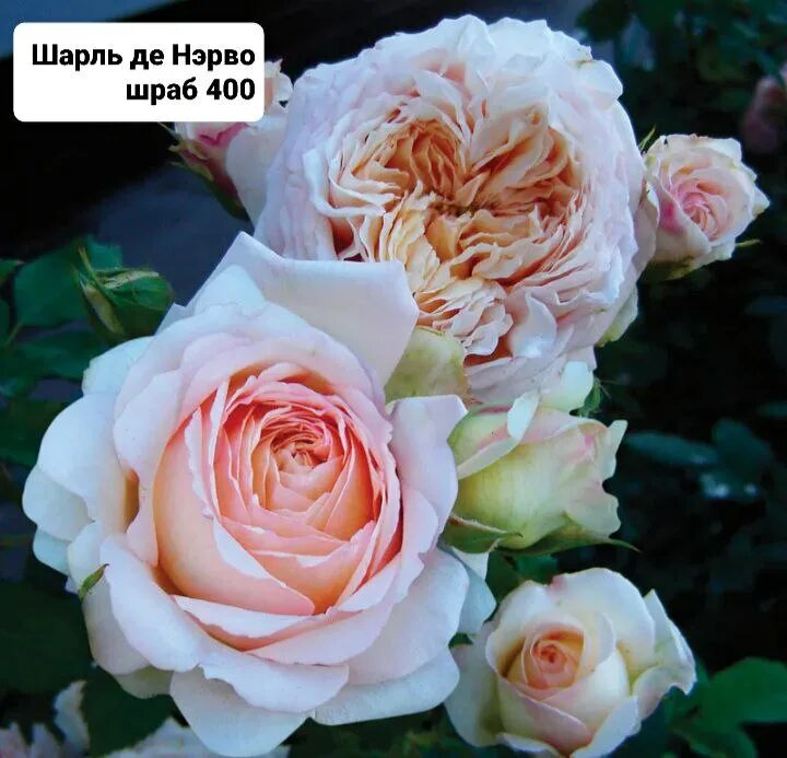 питомник роз успех каталог. питомник роз успех каталог. питомник роз успех каталог. питомник роз успех каталог. питомник роз успех каталог.