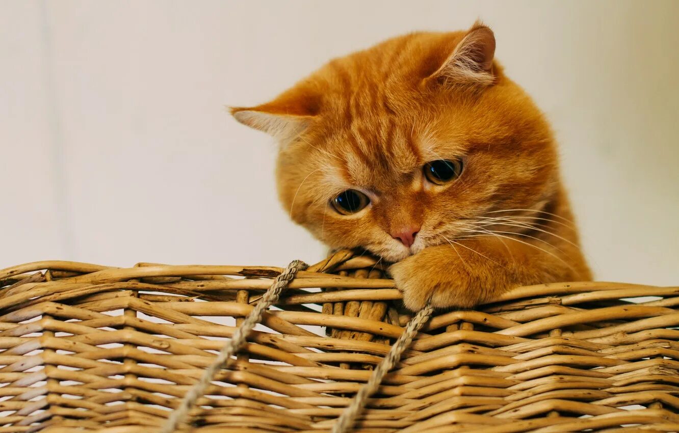Рыжий кот песня слушать. Грустный рыжий кот. грустный рыжий котенок. рыжие котята в корзинке. грустный рыжий котик.