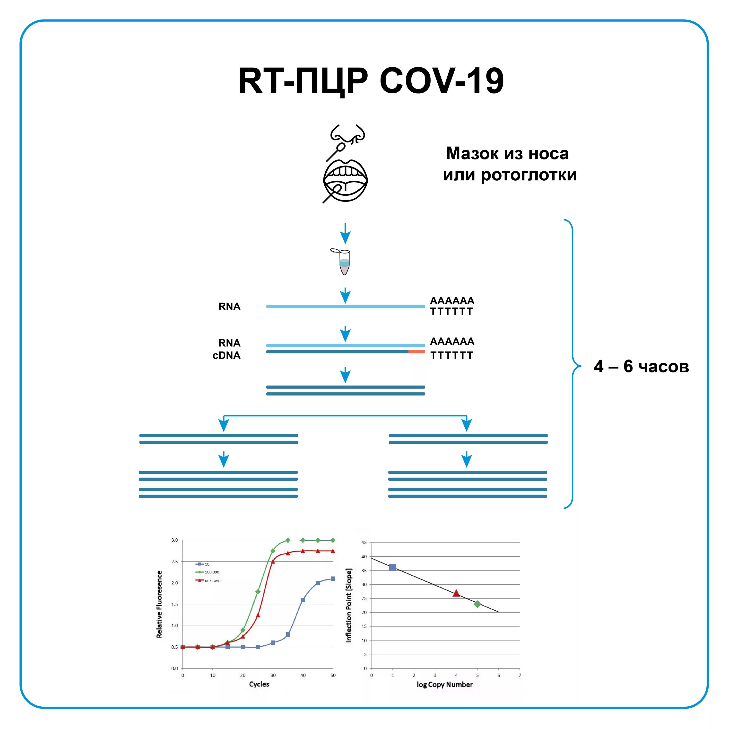 Направление на ПЦР тест на коронавирус. ПЦР схема. ПЦР мазок на коронавирус. Положительный ПЦР.