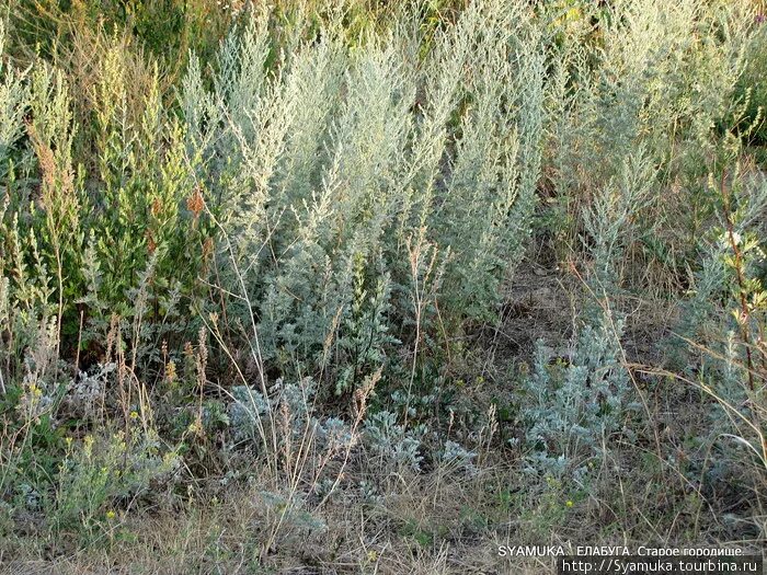 Полынь севера. Полынь байкальская. Полынь канесценс полынь канесценс. Полынь севера. Полынь в степи.
