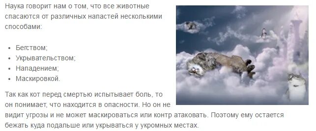 Приснился умерший питомец