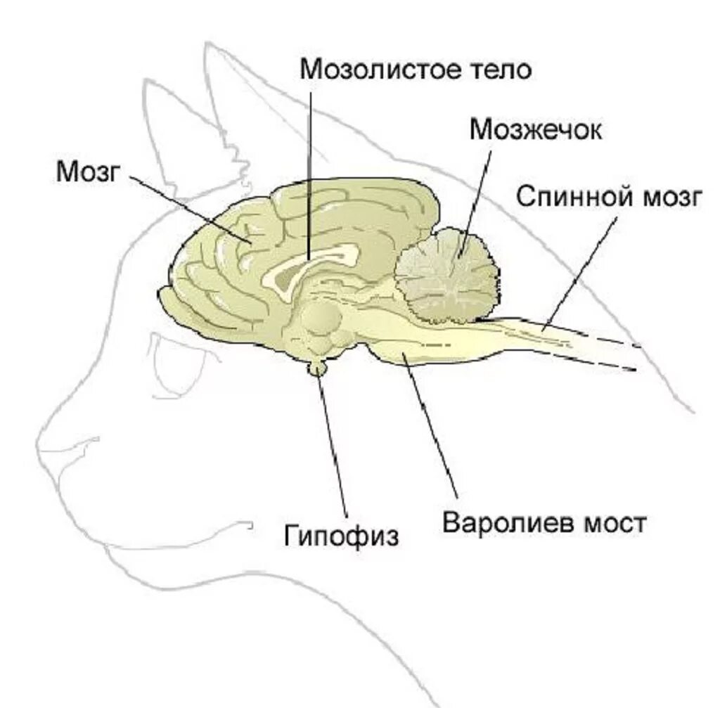 Мозг кошки. Головной мозг кошки анатомия. Строение мозга кошки. Строение головного мозга кота.