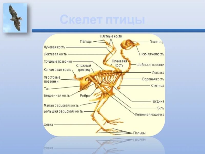 Основные отделы скелета птицы. Урок биологии 7 класс скелет птицы. Строение опорно двигательной системы птиц. Строение скелета птицы. Скелет птицы с подписями.