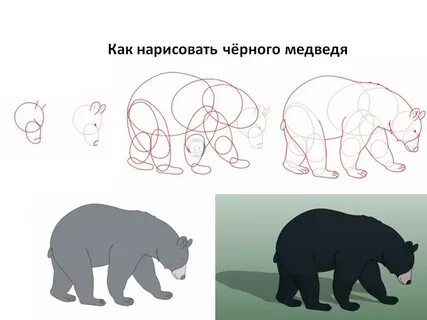 Рисуем медведя поэтапно