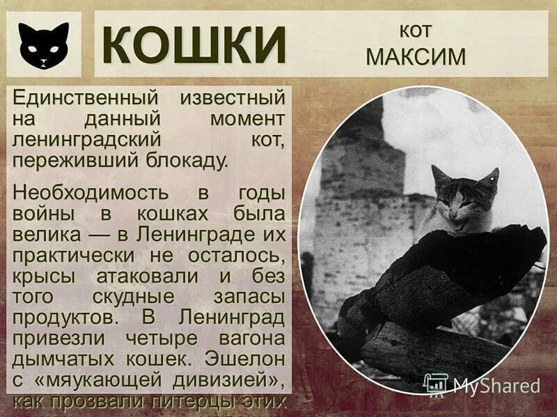 Животные герои блокады. Животные герои блокады. Животные герои блокады. Животные герои блокады. Блокада ленинграда кошки.