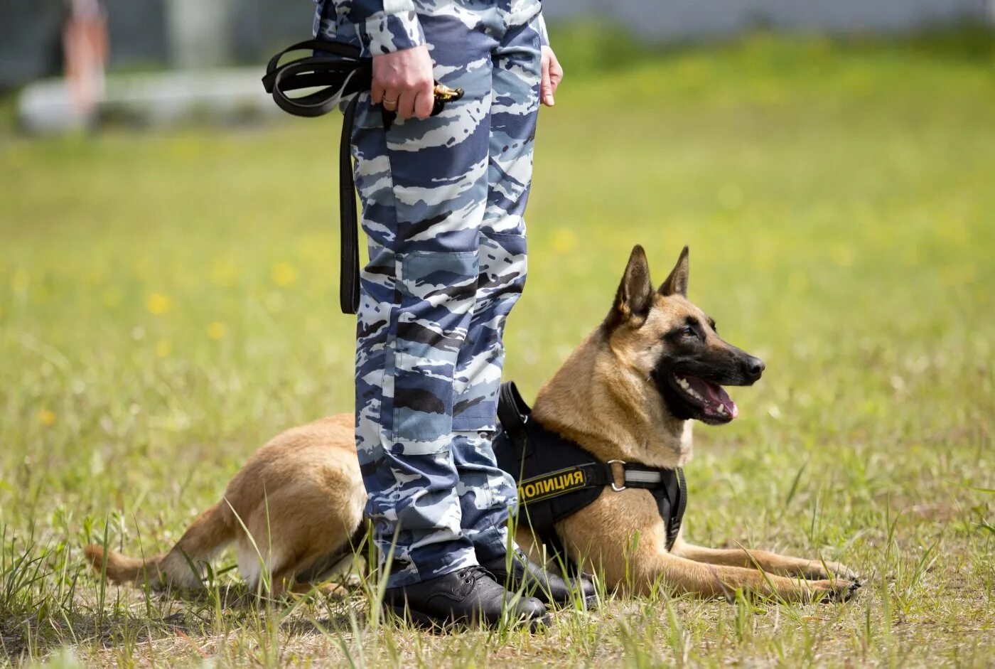 Собаки таможенной службы. Поиск собаки кинолог. Кинолог с овчаркой. Поощрение собаки. Кинолог мчс.