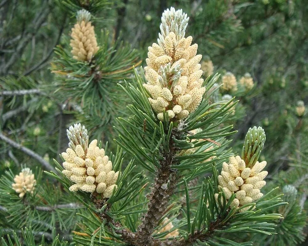 Приросты сосны. Pinus sibirica сосна Горная. Сосна Мугус шишки. Сосна Горная Тунберга. Сосна Горная Муго шишки.