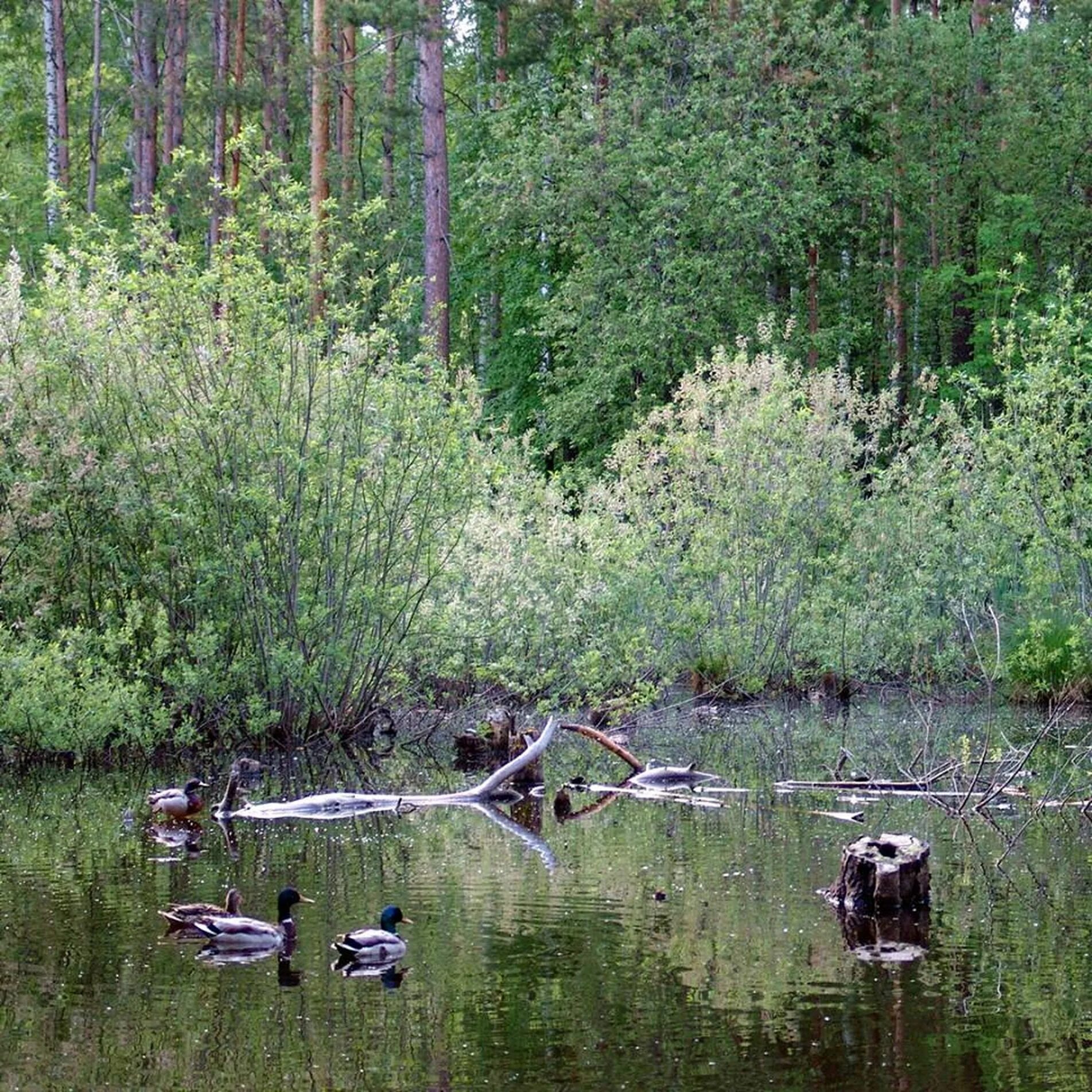 Зырянка якутия. Речка зырянка академгородок. Река зырянка новосибирск. Река зырянка. Река зырянка.