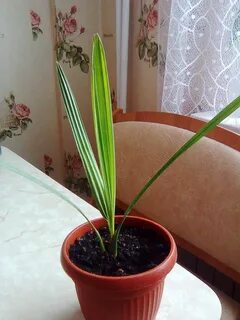 Домашний финик