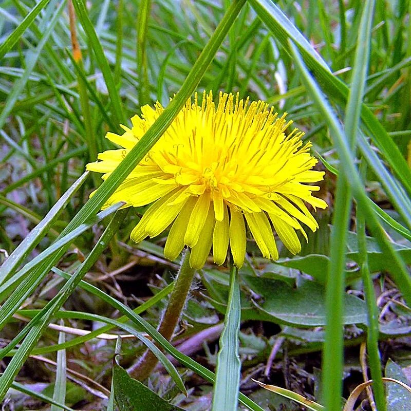 Taráxacum officinále). одуванчик taraxacum officinale. Taraxacum officinale wigg. Wigg. одуванчик лекарственный- taraxacum officinale web.