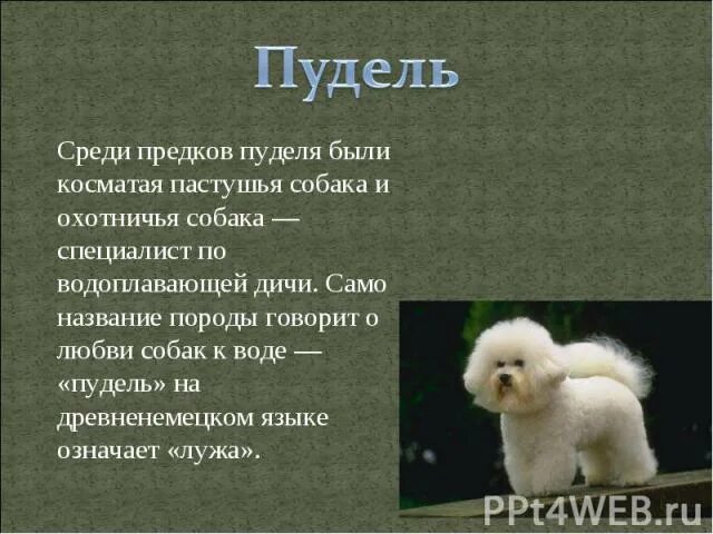 Пудель по видимому относился. Пудель происхождение породы. Пудель описание. Пудель вес. Пудель презентация.