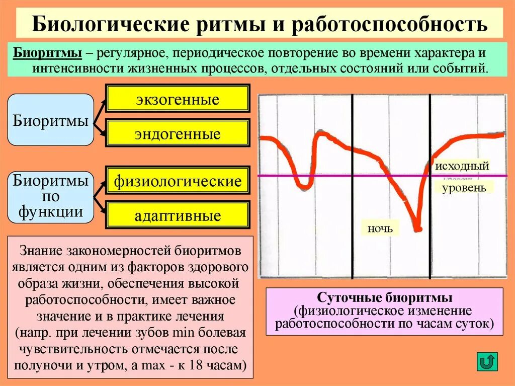 Биологические ритмы. Динамика работоспособности физиология. Биологические ритмы и работоспособность. Суточная ритмика работоспособности человека. Уровень активности и работоспособности