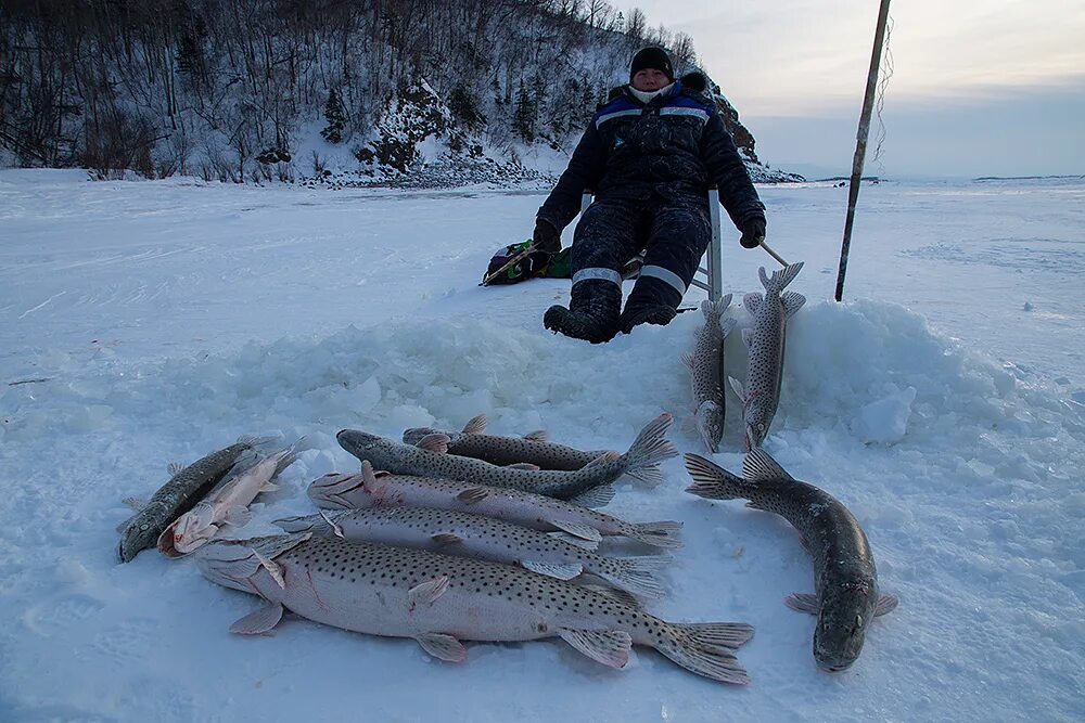 Где зимой ловят рыбу. Щука зимой. Зимняя рыбалка на щуку. Улов щуки зима. Рыбак зимой.