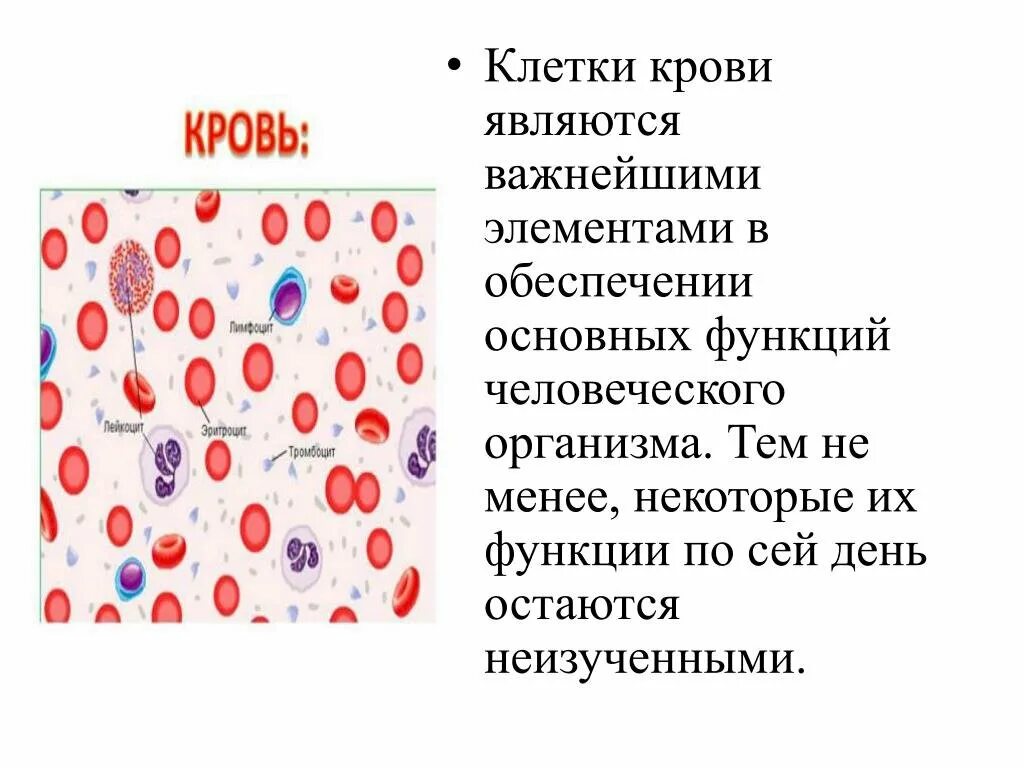 Кровь строение рисунок. Кровь строение и функции клеток крови.