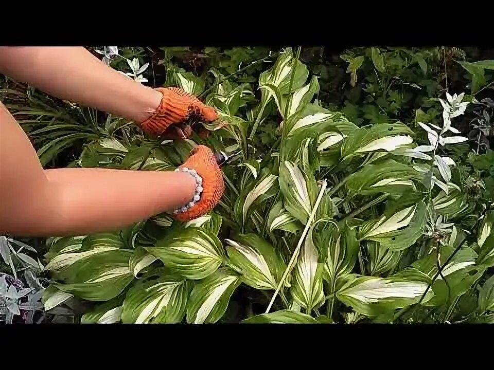 Когда лучше обрезать хосту на зиму