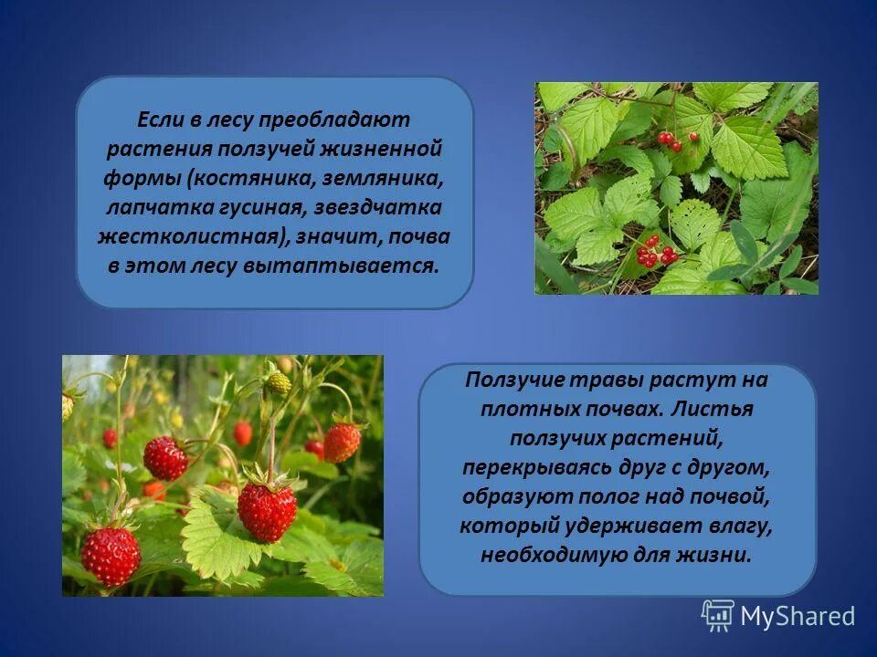 Клевер ползучий соцветие. Клевер ползучий характеристика растения. Клевер ползучий характеристика растения. Клевер луговой это бобовые. Жилкование листьев у клевера.