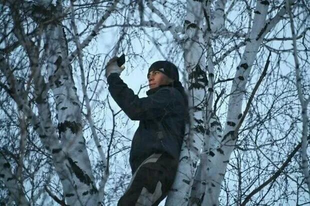 Сегодня интернет ловит. Береза и человек. Парень у березы. Парень на Березе ловит интернет.