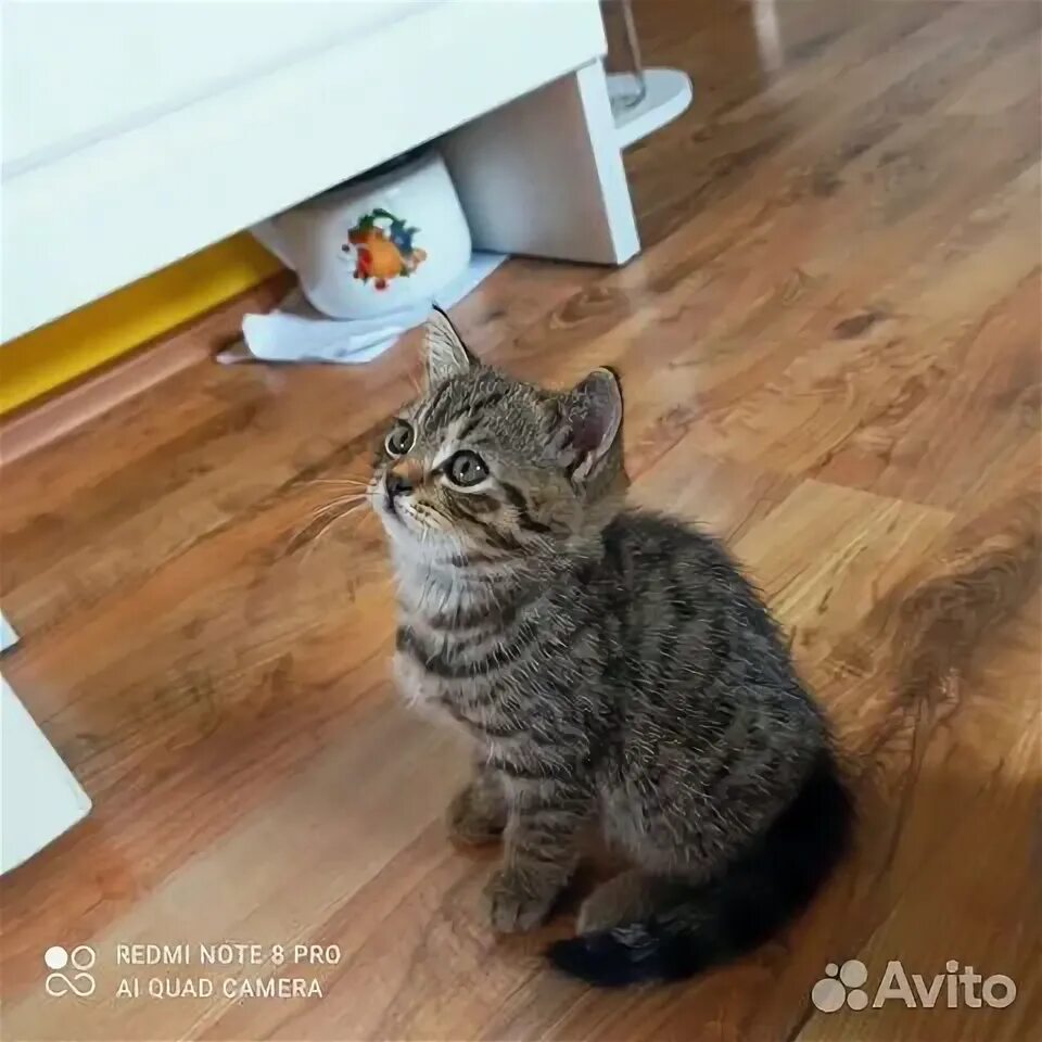 Авито омск шотландская. Авито омск шотландская. Авито кот вислоухий. Котята в орловском районе. Авито омск шотландская.