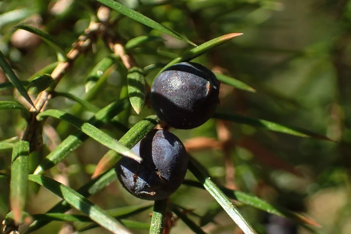 ягоды можжевельника в народной медицине