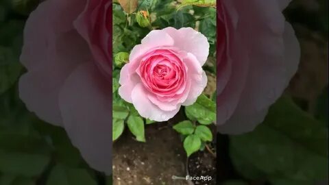Розы аккиевых