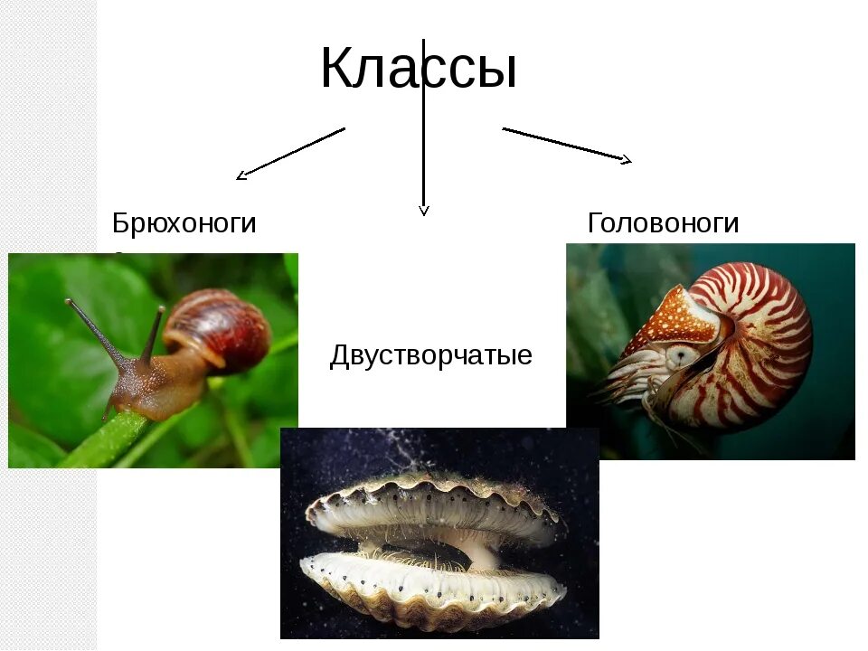 Брюхоногие и двустворчатые моллюски. Брюхоногие двустворчатые головоногие. Моллюски брюхоногие двустворчатые представители. Тип моллюски класс брюхоногие, двустворчатые и головоногие. Брюхоногие двустворчатые головоногие таблица