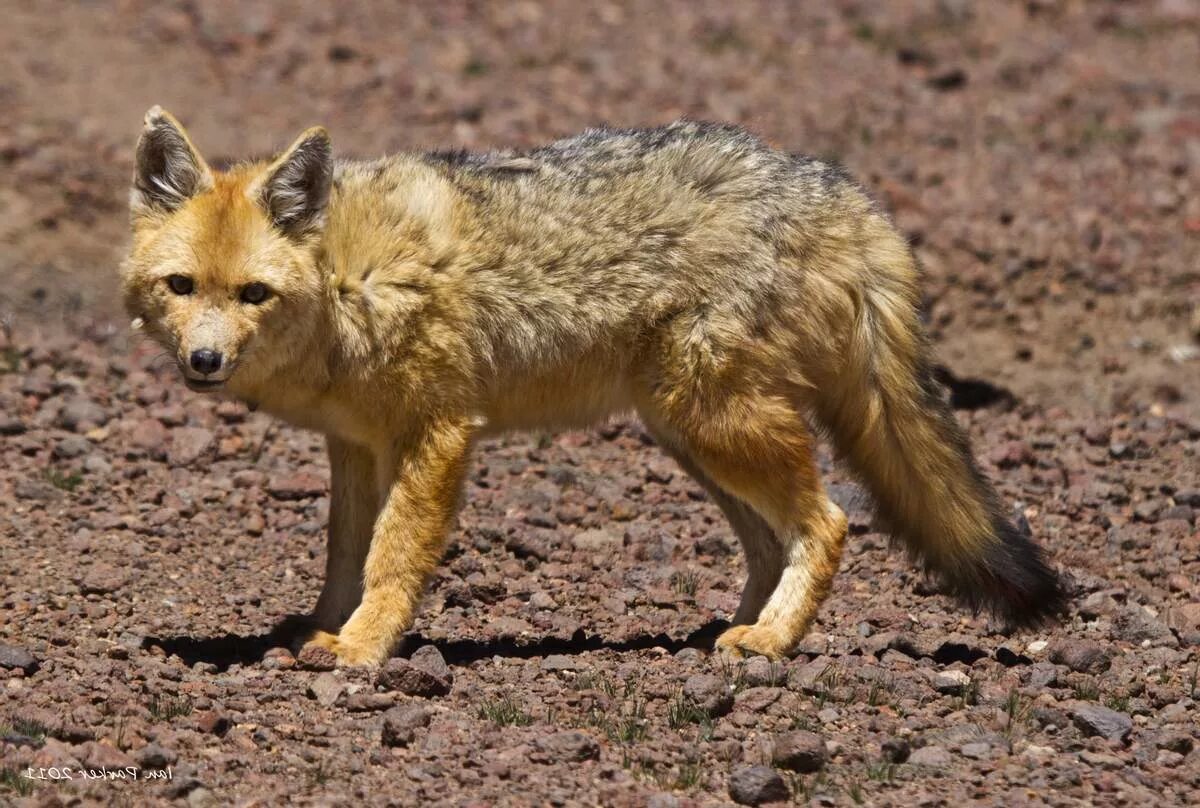 Fox them. Lycalopex culpaeus. Андская лиса. Магелланова собака Южной Америки. Лисица кульпео.