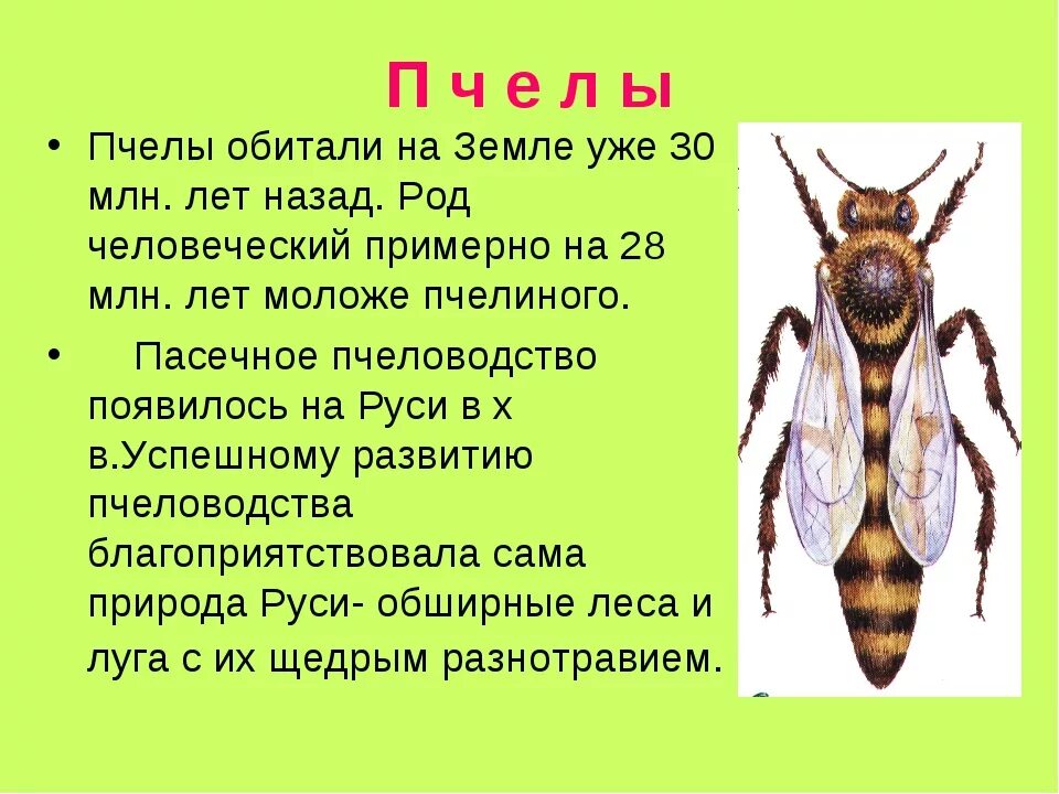 Насекомое пчела 2 класс. Атлас определитель насекомых 2 класс пчелы осы. Атлас определитель осы пчелы Шмель. Атлас определитель пчелы осы и шмели 2 класс. Доклад о пчелах.