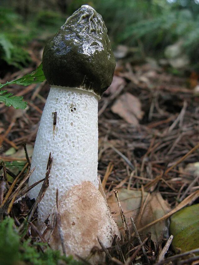 Stinkhorn / Phallus impudicus. The Netherlands, 1 Dec 2014. Weird plants, Weird 
