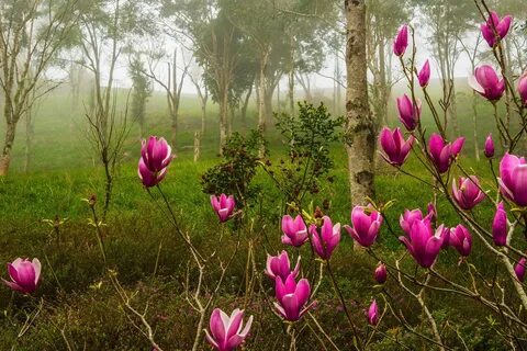 Flowers bloom