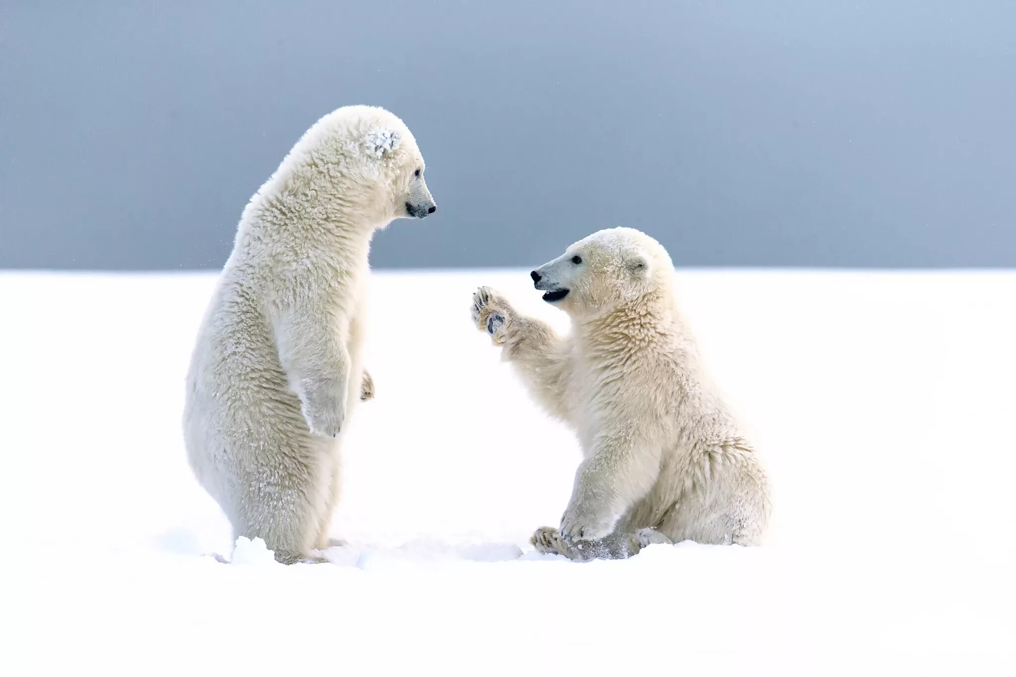 Ice animals. Белый медведь. Полярный медведь. Белый мишка. Арктический белый медведь.