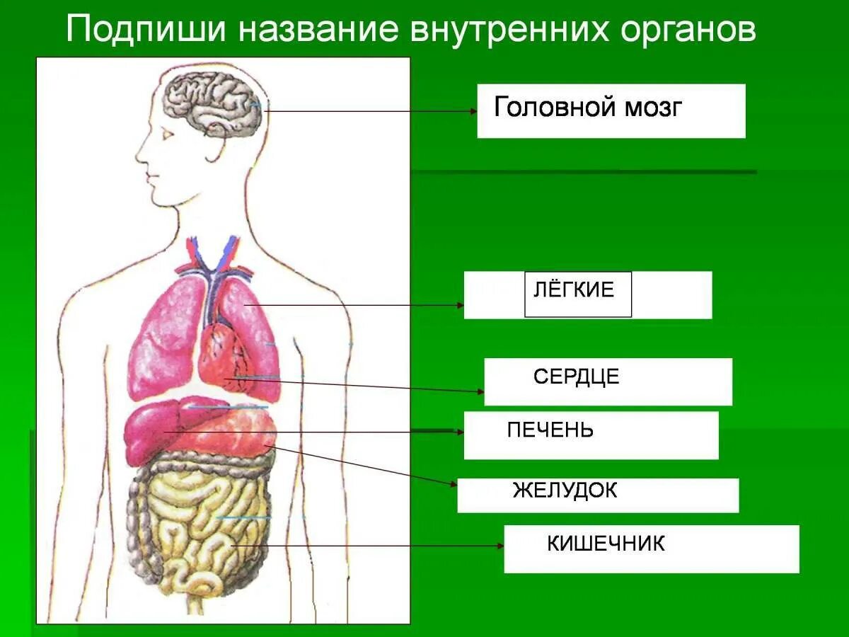 Макет строения внутренних органов человека. Строение тела человека. Внутренние органы человека. Организм человека схема. Строение органов человека.