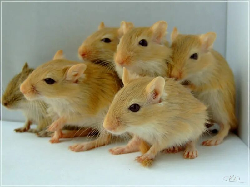 мутации мышей. мутации окраски шерсти у домовой мыши. белая мышь с черными пятнами. популяция мышей. коричневая мышь.