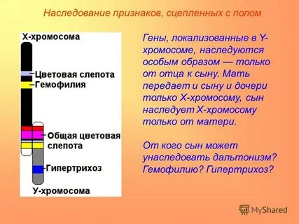Поле гена