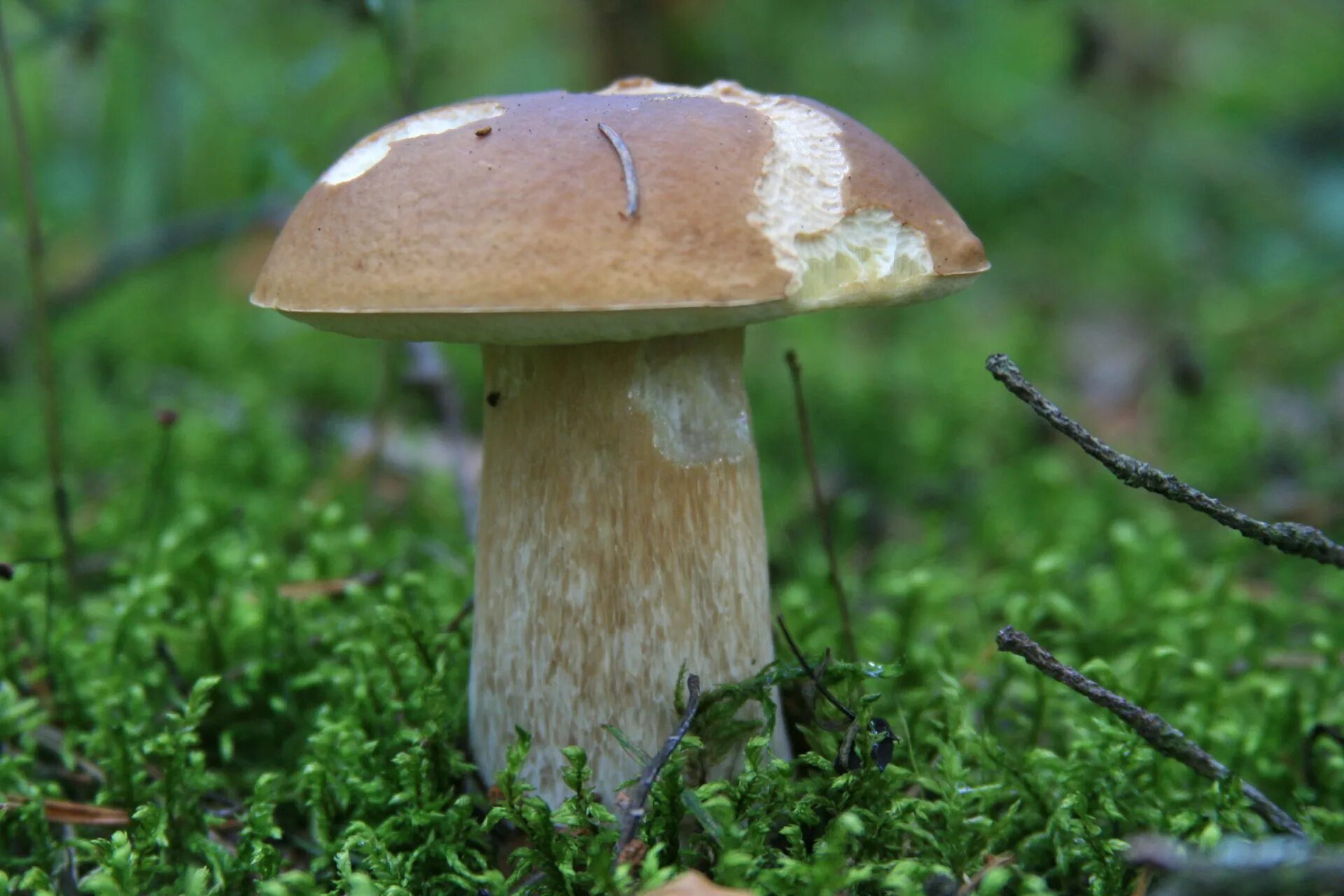 Луговой белый гриб. Гриб Боровик. Боровик гриб фото. Подсосник гриб. Белый гриб в природе