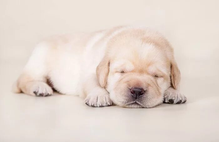 щенки м. щенки. картинки собачек. красивые собаки. английский мастиф.