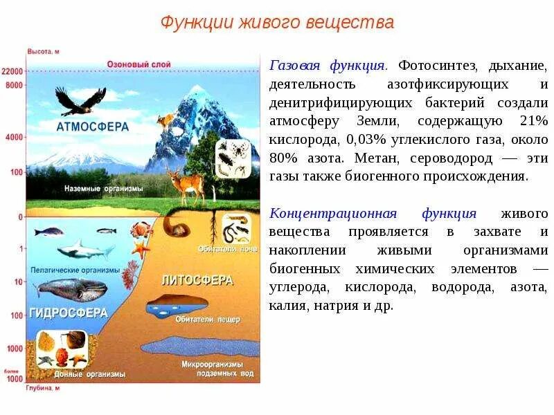 Примерами газовой функции живого вещества являются. Концентрационная функция живого вещества. Функции живых организмов в биосфере. Концентрационная функция живого вещества в биосфере. Живое вещество примеры.