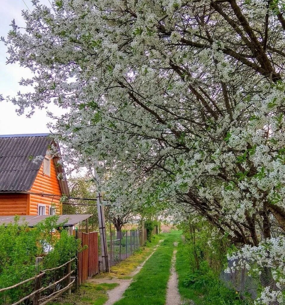 Вишневая участки купить. Дачный участок весной. Весенняя дача. Вишневое дерево на участке.