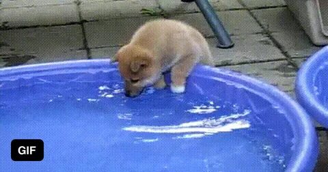 Смешные веселые гифки