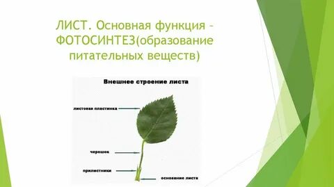 Основная роль листа