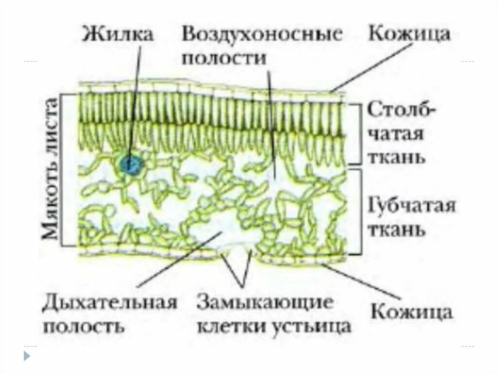 В жилках листа находится сверху. Строение клетки листа. Ткани листа растения 6 класс. Внутреннее строение листа таблица. Внутреннее строение листа.