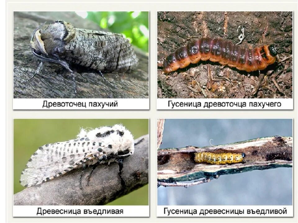 Древоточец пахучий гусеница. Древоточец пахучий личинка. Ивовый древоточец гусеница. Гусеница бабочки древоточца. Шагая по пахучему лиственному