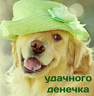 Смешные картинки с животными с пожеланиями