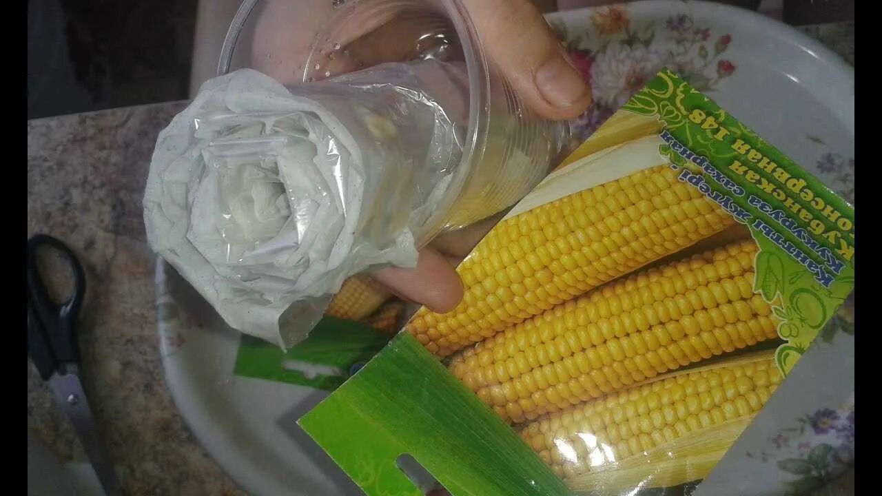 Когда садить кукурузу. Рассада кукурузы. семена кукурузы для рассады. семена кукурузы для посадки. прорастить кукурузу.
