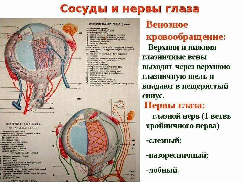 Внутренняя оболочка вен латынь. Иннервация глазного яблока анатомия. Кровоснабжение глазного яблока схема. Вены глазного яблока анатомия. Кровоснабжение глазницы схема.