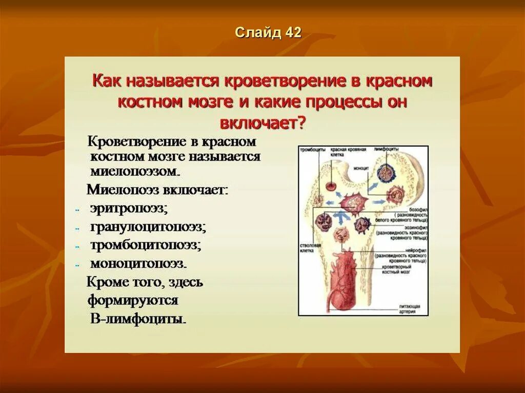Функции красного и желтого костного мозга. Красный костный мозг питание. Красный костный мозг питание. Желтый костный мозг гистология. Красный костный мозг наиболее чувствителен к.