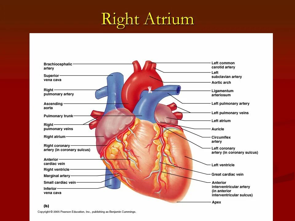 Правое предсердие сердца. Atrium сердце. Right ventricle. Правое предсердие анатомия. Характеристика правого предсердия